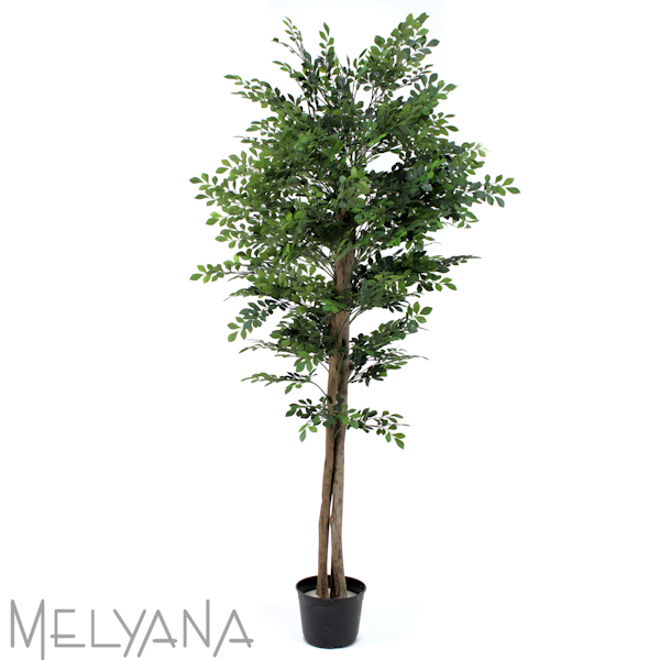 ACACIA 180CM S/VASO