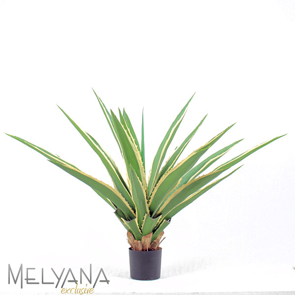 AGAVE FURCRAEA 120CM