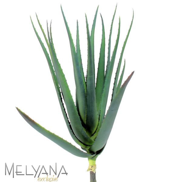 AGAVE PLANTA 15 FLS