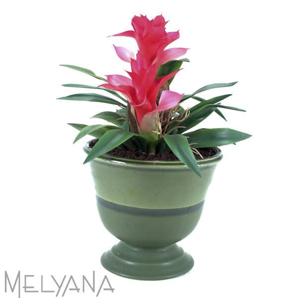 ARRANJO BROMELIA MINI