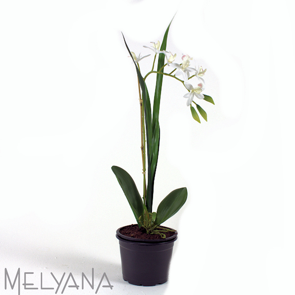 ARRANJO ORQUIDEA CIMBIDIUM X1 SEM VASO