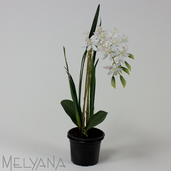 ARRANJO ORQUIDEA CIMBIDIUM X2 SEM VASO