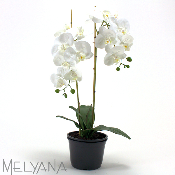 ARRANJO ORQUIDEA PHALAENOPSIA X2 S/VASO