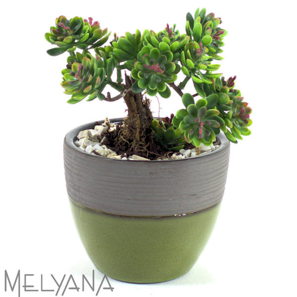 ARRANJO SEDUM