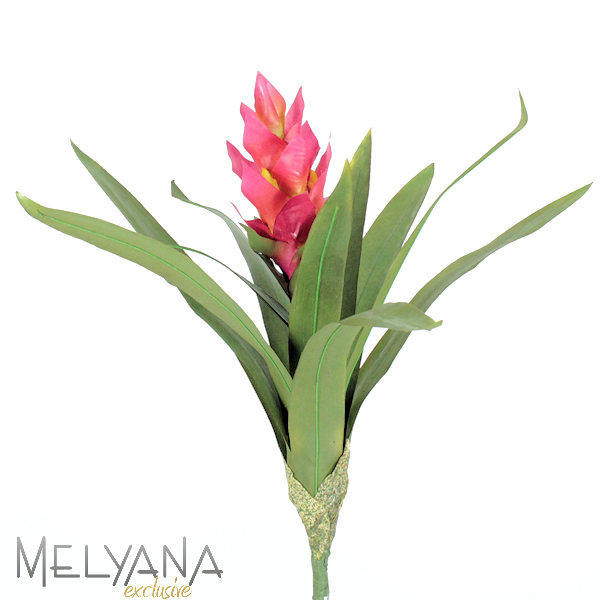 BROMELIA PQ