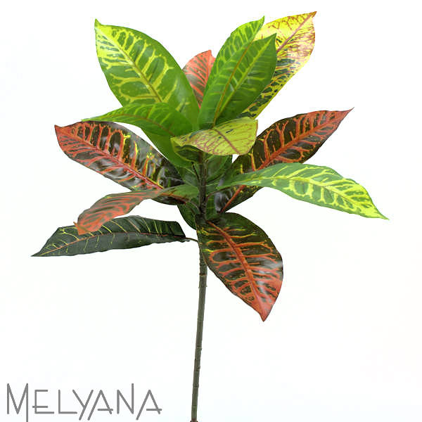 CROTON FOLHAS MIX