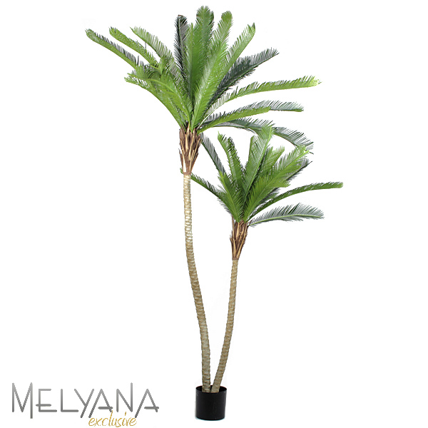 CYCAS PALM 