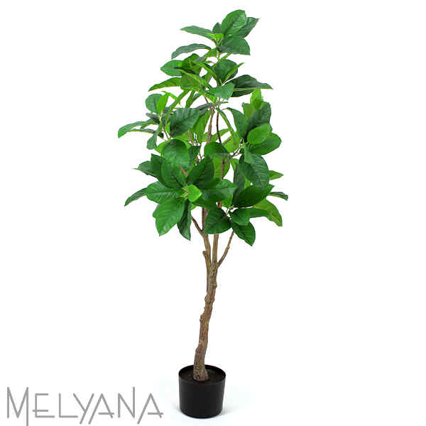 FICUS TIPO SERINGUEIRA