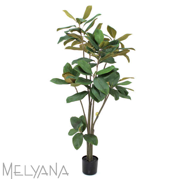 MAGNOLIA ARVORE 120CM