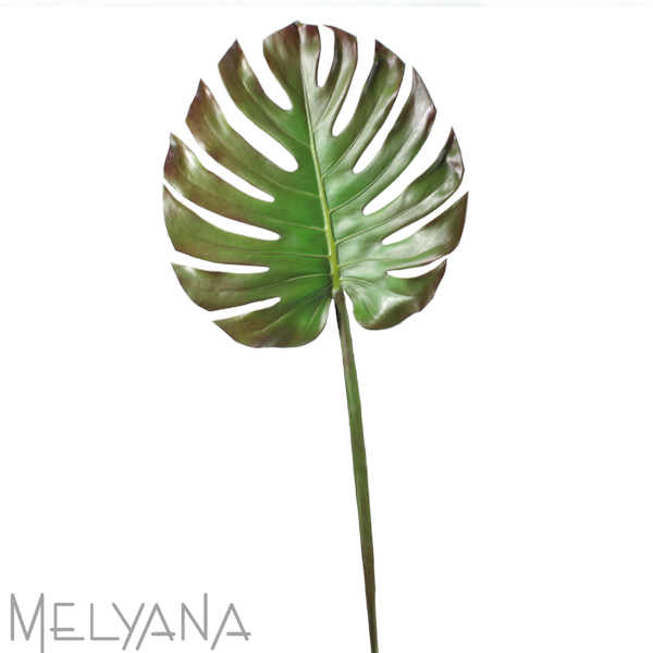 MONSTERA  ESPECIAL FOLHA