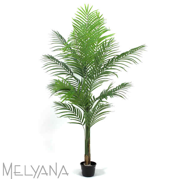 PALMEIRA ARECA 160CM S/VASO