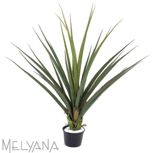 PANDANUS 100CM S/VASO