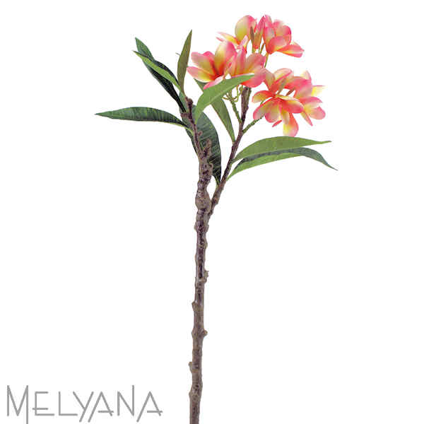 PLUMERIA GALHO COM FOLHAS