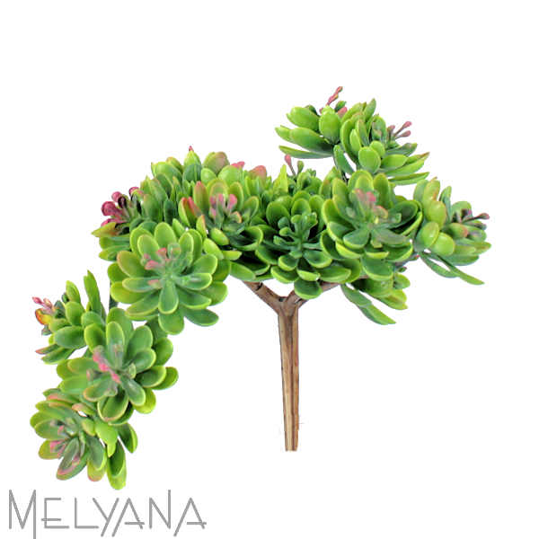 SEDUM 12CM