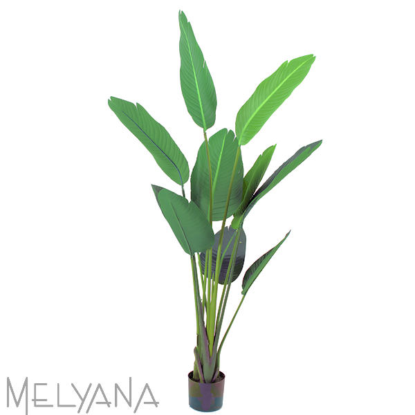 STRELITZA PLANTA 155CM