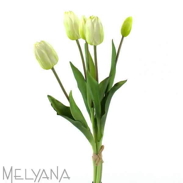 TULIPA X5 BR