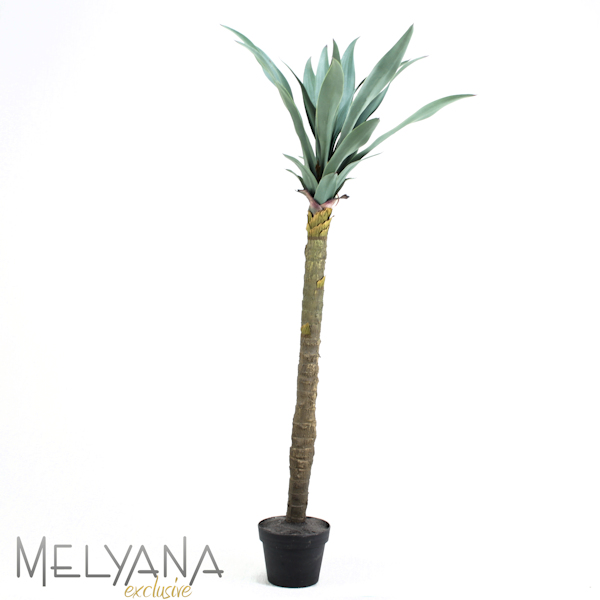 YUCCA PLANTA 24 FOLHAS