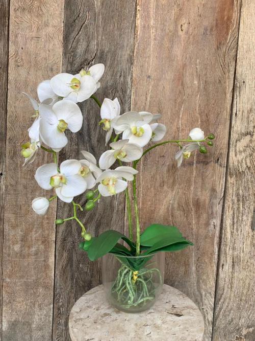ORQUIDEA PHALAENOPSIA PLANTADA(SEM TROC 