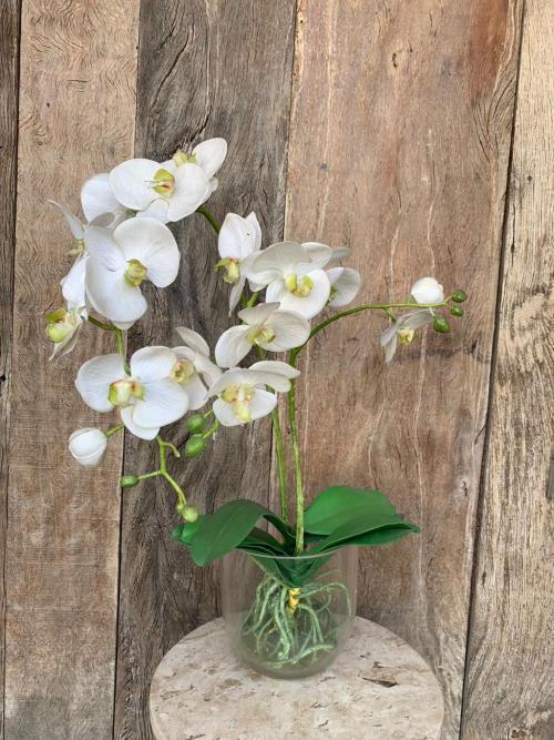 ORQUIDEA PHALAENOPSIA PLANTADA(SEM TROC 